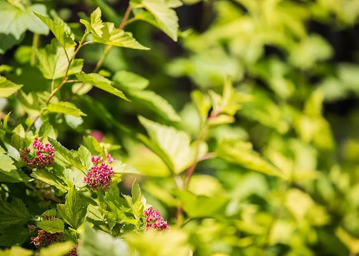 Ξενοδοχείο U Karla 3*